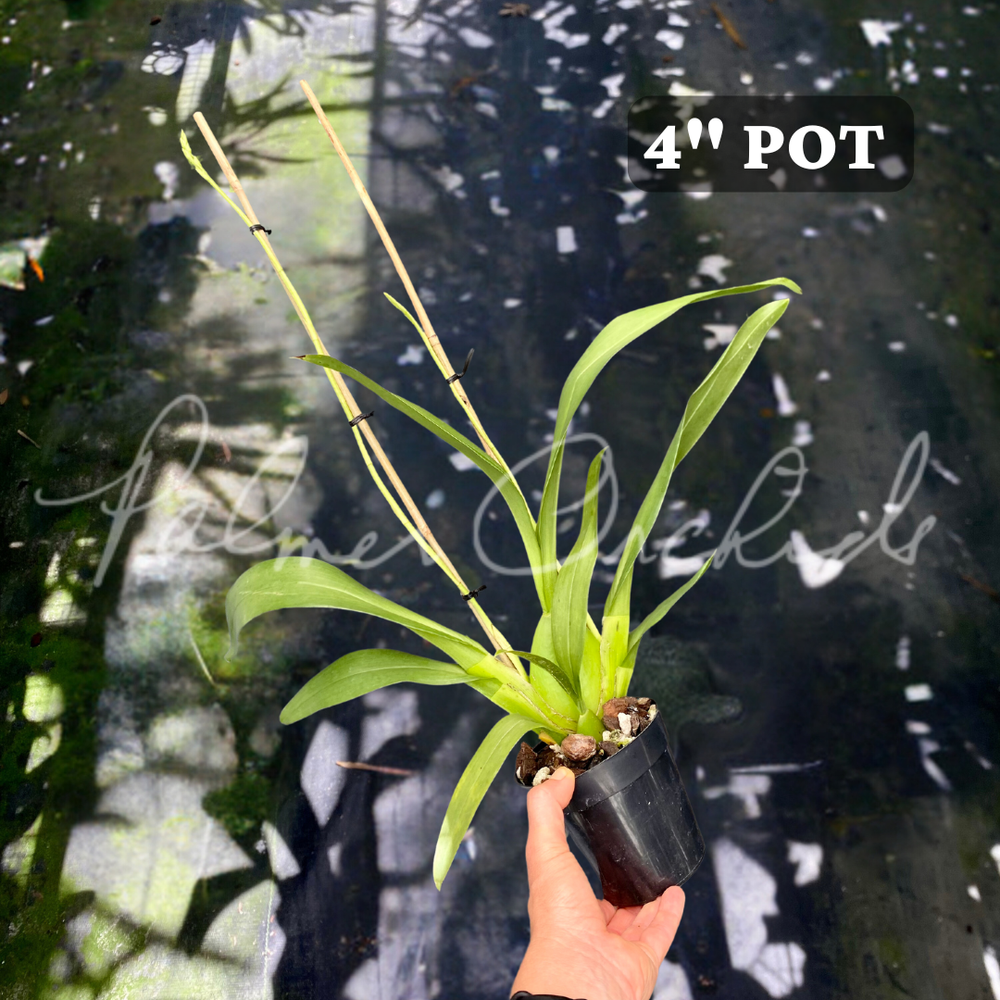 Oip. Celtic Sun — Palmer Orchids